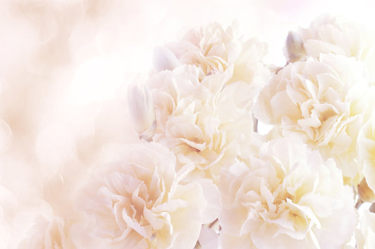 Fototapeta floral background of carnations