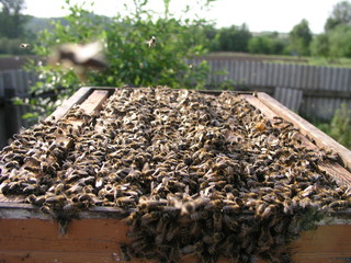 Beehive with beehives on which there are lot of bees. Bees covered the entire beehive. Bee hive during the inspection by a beekeeper.