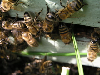 From beehive entrance, bees creep out. Honey-bee colony guards the hive from looting honeydew. The bees return to the beehive after the honeyflow. Bee-guard in the beehive entrance.