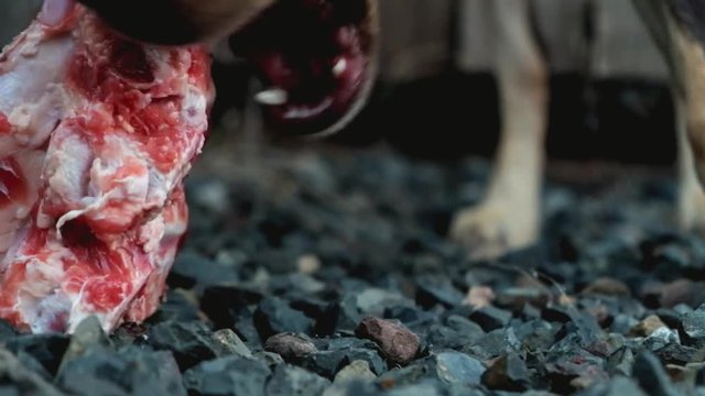 Young dog hungrily chewing on fresh juicy bone 