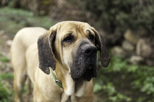 Dog Fila Brasileiro