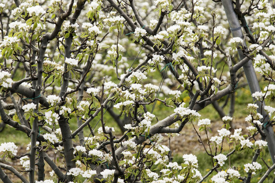 Pear  tree in bloom
