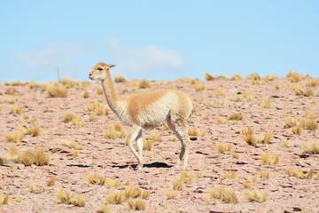 Vicunha selvagem ao ar livre próximo ao Deserto de Atacama