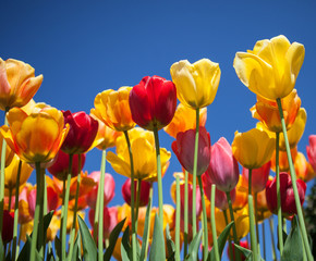 Fototapeta premium Tulips
