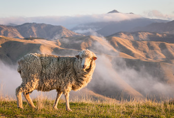 Libre de pâturage des moutons mérinos avec des montagnes au coucher du soleil