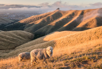 merino sheep grazing on Wither Hills in New Zealand at sunset