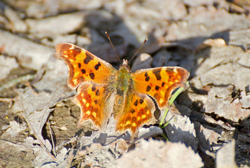 Schmetterling Polygonia c-album