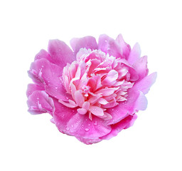 Colorful bright flowers peonies isolated on white background.