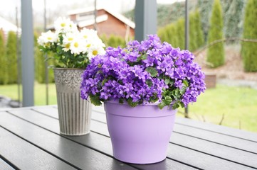 Lila Blume im Lila Topf