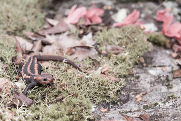 female veterinary holding salamander in hand