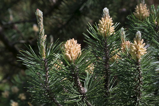 Blossoming fir-tree in forest