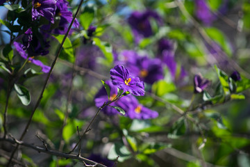 Purple Flowers