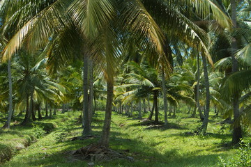 Fototapeta na wymiar Kokospalmen auf Sri Lanka 