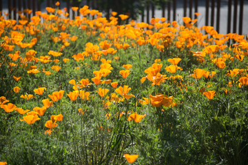 Fototapeta premium California Poppies