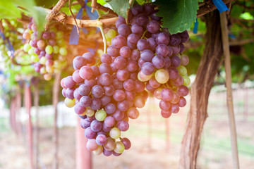 Bunch of grapes on a vine.