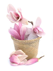 Fototapeta premium magnolia