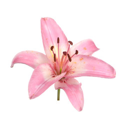 lily flower