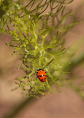 Ladybug Coccinella septempunctata © SailingAway
