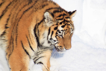 Wild siberian tiger on a morning walk.