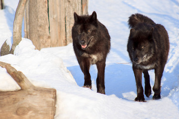 Naklejka premium wo black canadian wolves on a morning walk.