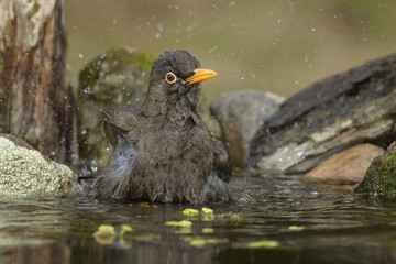 Ave Zorzal Chiguanco tomando un ba&ntilde;o 