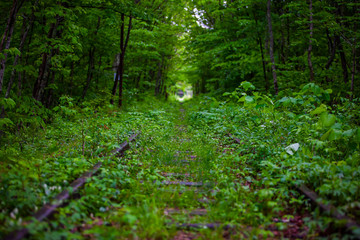 Fototapeta na wymiar Railroad in the wood
