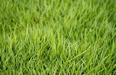 Closed up of green grass field background