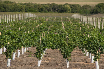 Fototapeta na wymiar Spread and beautiful green vineyards.