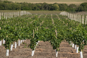 Spread and beautiful green vineyards.