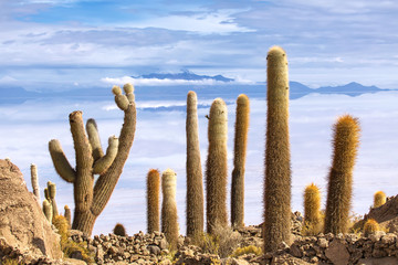 Incahuasi island, Uyuni Saline (Salar de Uyuni), Aitiplano, Bolivia