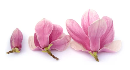 Deurstickers magnolia © anphotos99
