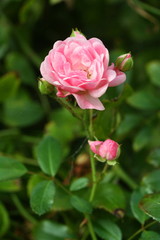 Beautiful miniture pink Rose