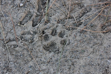 Dog paw print in dried mud