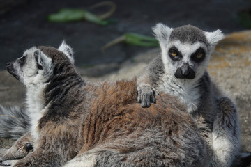 こちらを見ているワオキツネザル