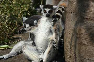 包容力を見せるワオキツネザル