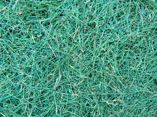 green grass