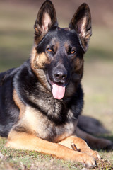 Attentive German Shepard dog portrait