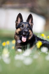 Schöner Deutscher Schäferhund in Blumenwiese