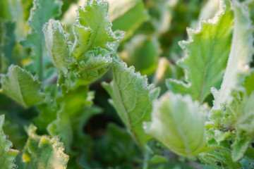 Morning dew on leaves