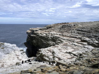 rocky coast Sea lion Island, Falkand/ Malvinas