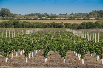 Fototapeta na wymiar Beautiful vineyards under a blue sky.