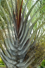Palm tree texture. Background of palm tree bark. Organic background and texture.