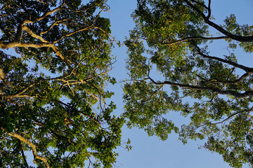 Green leaves tree against blue sky in summer
