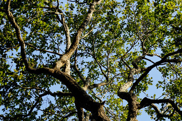 Beautiful trees on sky background
