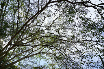 Beautiful trees on sky background