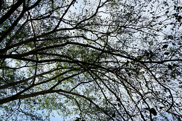Beautiful trees on sky background