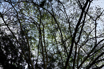 Background of tree & blue sky.