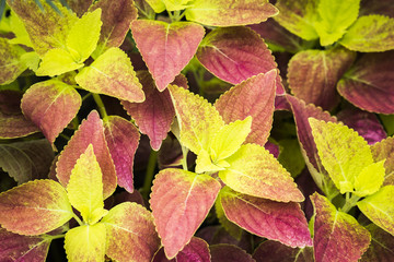 Painted nettle or Flame nettle leaves