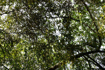 Beautiful tree