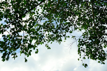Balance between the sky and the trees.